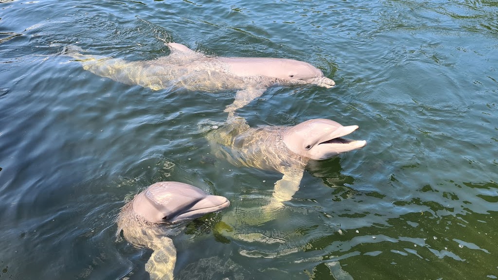 Dolphins Plus Bayside | 101900 Overseas Hwy, Key Largo, FL 33037, USA | Phone: (305) 451-4060