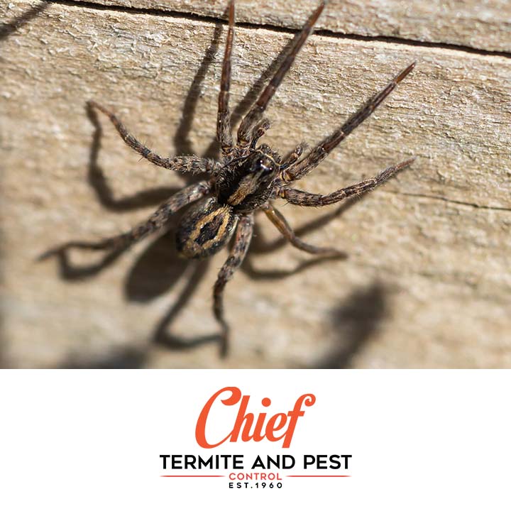 Chief Termite Services Inc | 5291 US Highway 51 N, Memphis, TN 38127, USA | Phone: (901) 358-1418