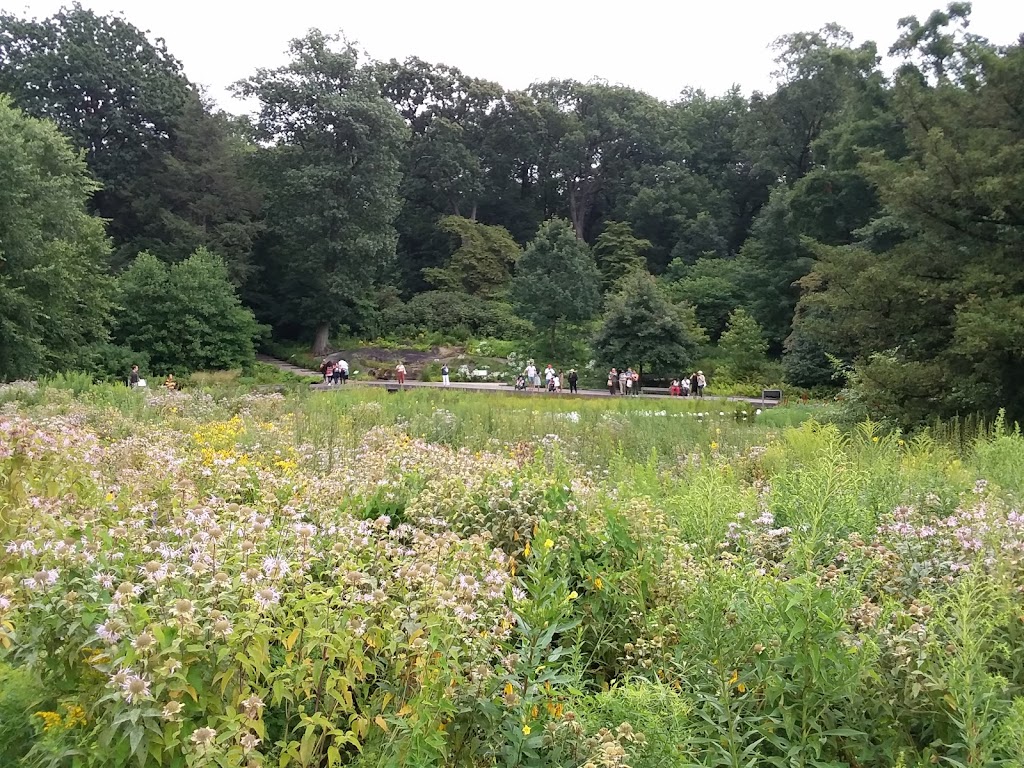 Native Plant Garden, NYBG | The Bronx, NY 10458, USA | Phone: (718) 817-8700