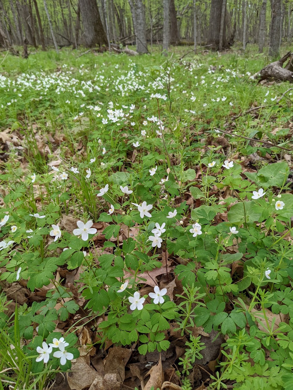 Osceola Bedrock Glades State Natural Area | County Rd S, Osceola, WI 54020, USA | Phone: (888) 936-7463