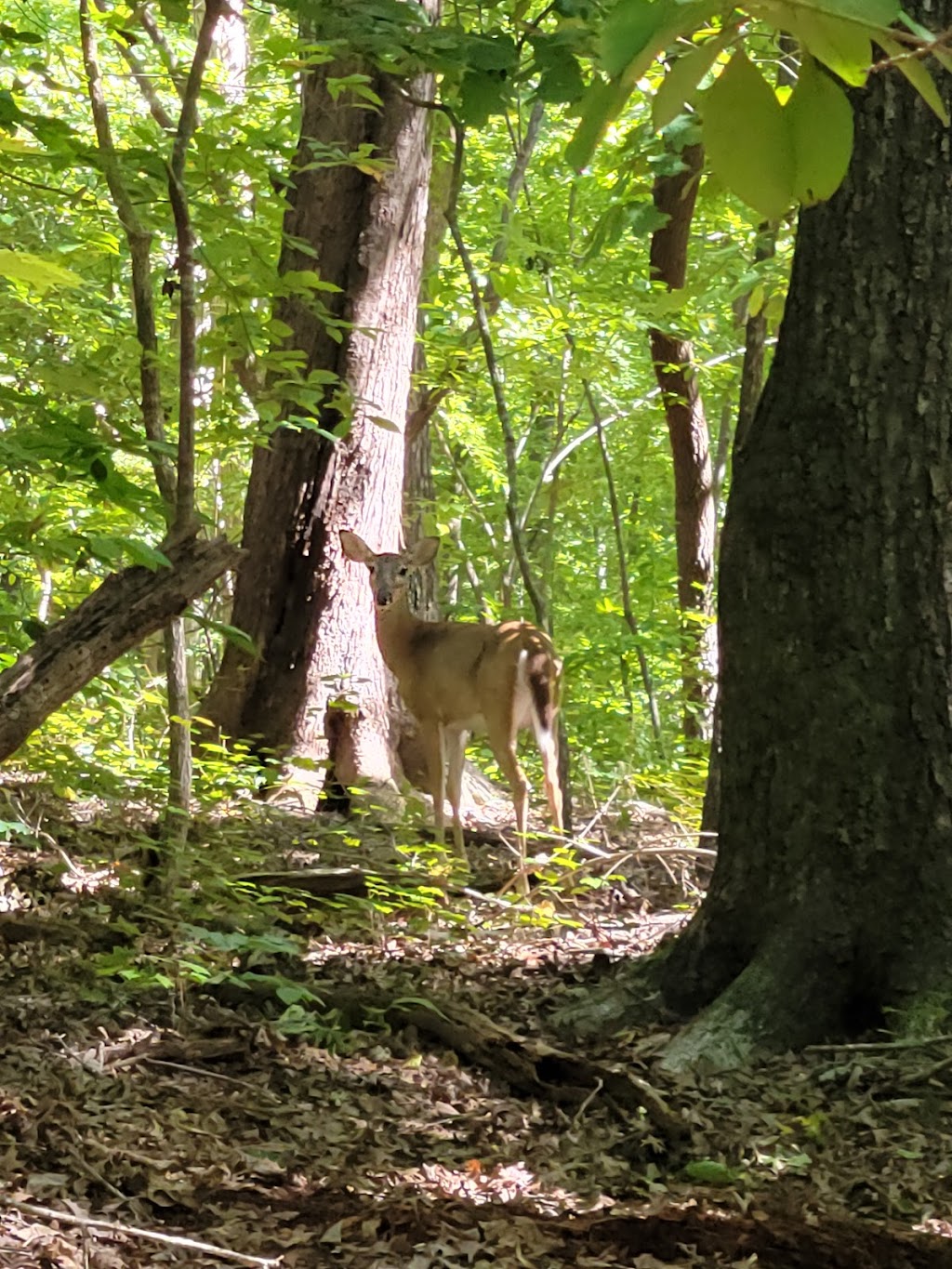 Hemlock Bluffs Nature Preserve | 2616 Kildaire Farm Rd, Cary, NC 27518, USA | Phone: (919) 387-5980