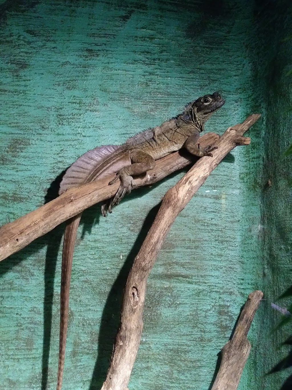 Texas Reptile Zoo | FM 20, Bastrop, TX 78602, USA | Phone: (512) 766-6030