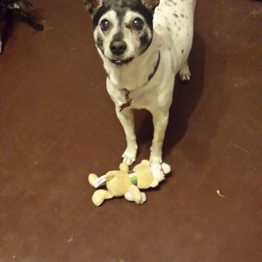 Pams All Breed Pet Grooming | 5625 Watauga Rd A, Watauga, TX 76148, USA | Phone: (817) 281-2424