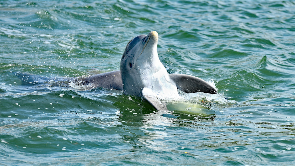 Paradise Boat Tours | 200 Bridge St, Bradenton Beach, FL 34217, USA | Phone: (941) 465-8624