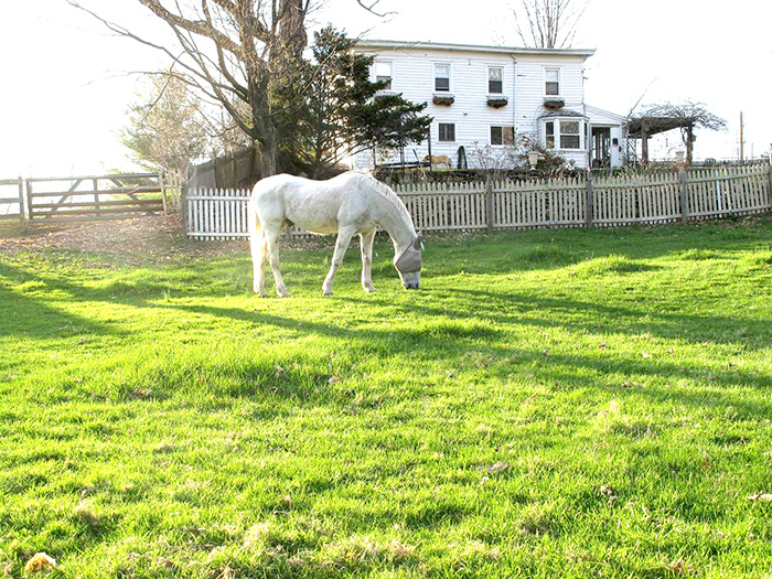 Meadowlark Farm Bed and Breakfast Warwick NY | 180 Union Corners Rd, Warwick, NY 10990, USA | Phone: (845) 651-4286