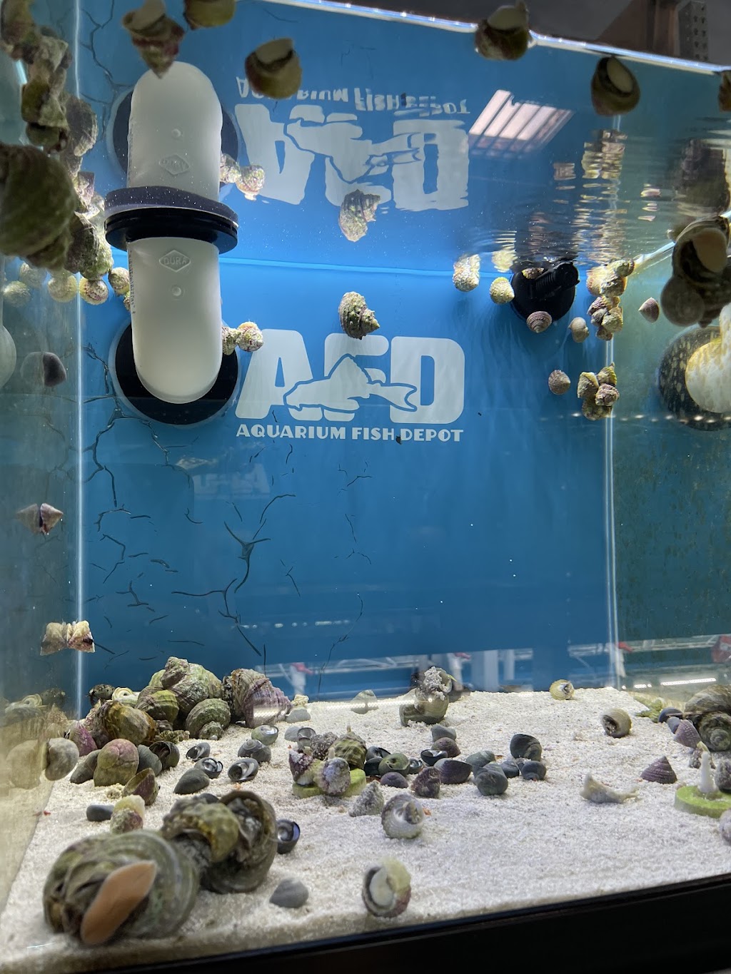 Aquarium Fish Depot | 5121 Santa Fe St Suite F, San Diego, CA 92109, USA | Phone: (858) 926-2060