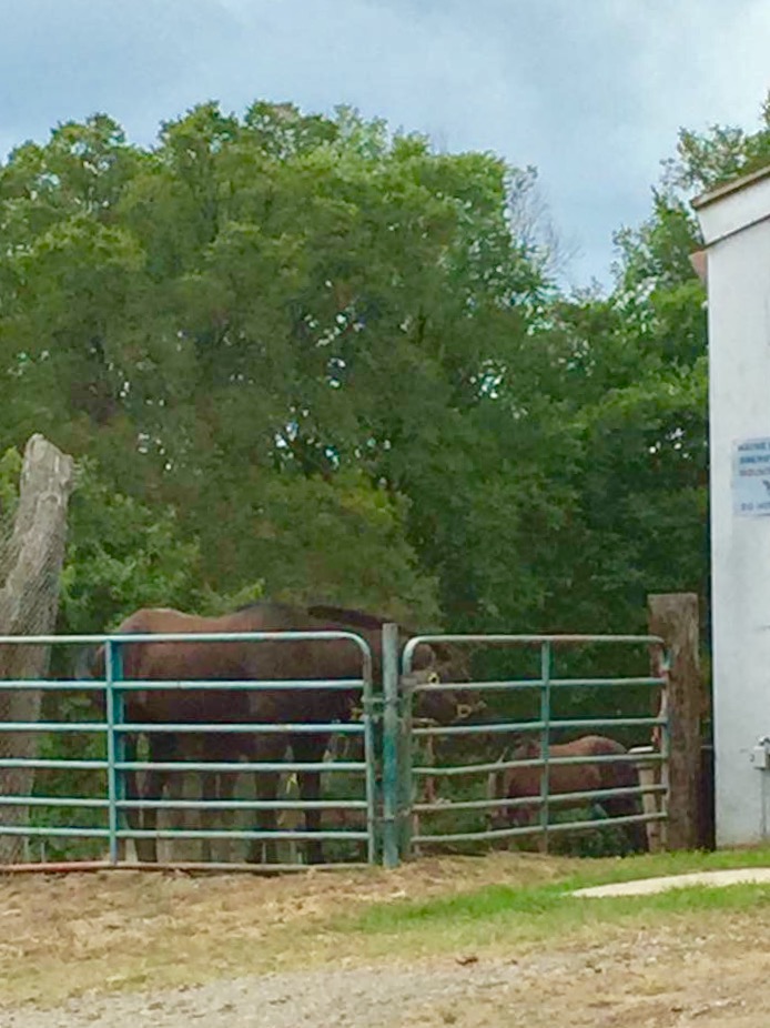 Wayne County Sheriff Department | 3100 Henry Ruff Rd, Westland, MI 48186, USA | Phone: (734) 721-2222