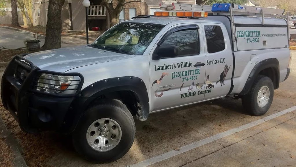 Lamberts Wildlife Services | 44098 LA-42, Prairieville, LA 70769, USA | Phone: (225) 274-8837