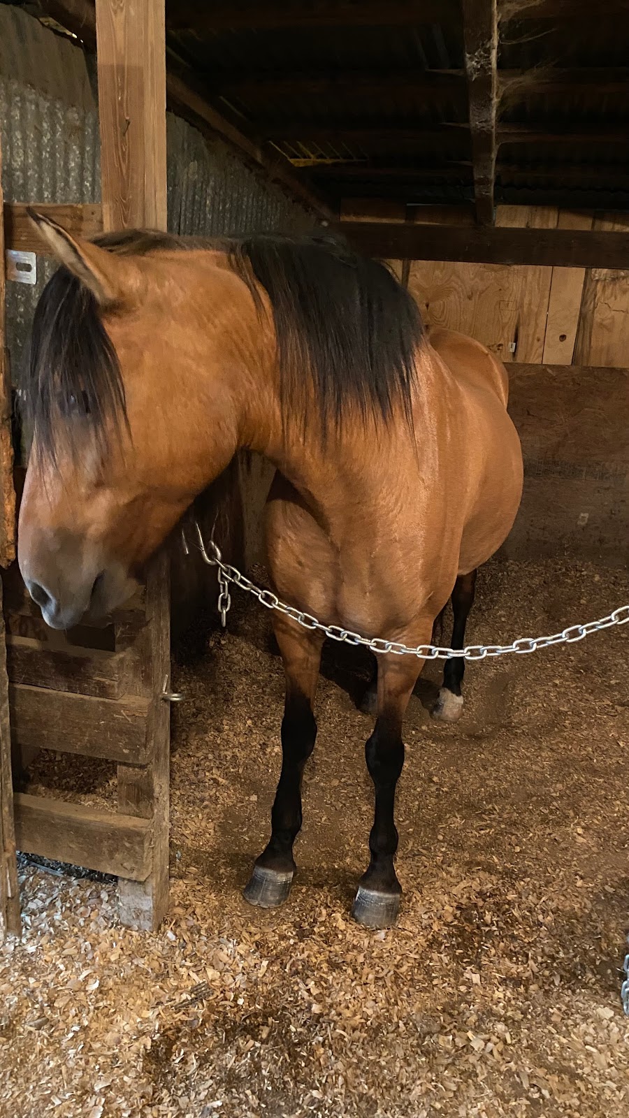 Horses of Hope Equine Assisted Therapies | 8801 Forrest Delatte Rd, Denham Springs, LA 70726 | Phone: (225) 330-4040