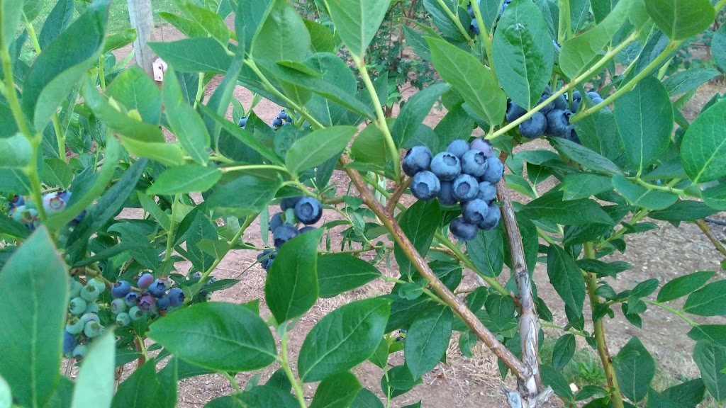 Redland Blueberry Farm | 18900 S Pear Rd, Oregon City, OR 97045, USA | Phone: (503) 631-4141