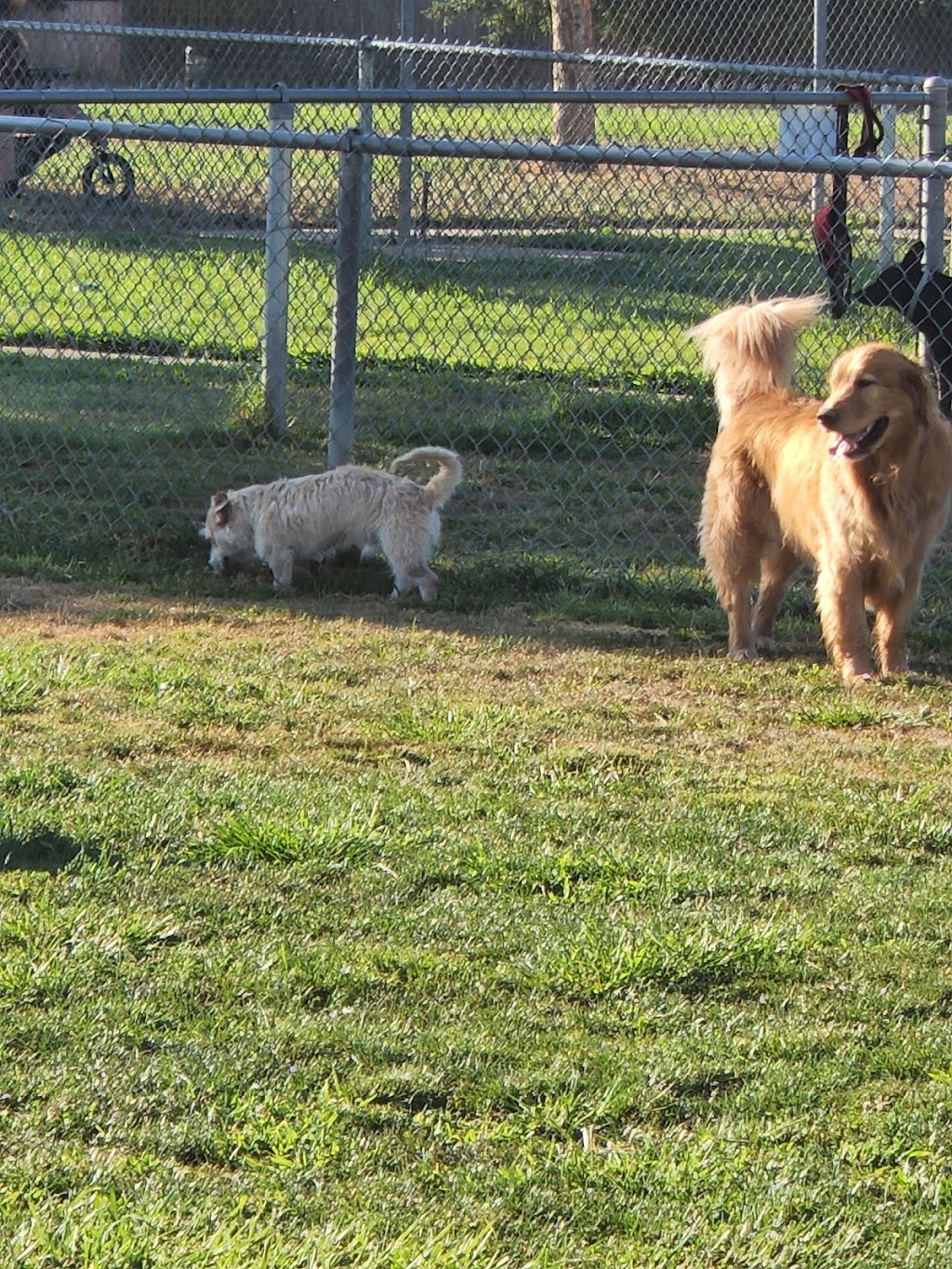 Phoenix Large Dog Park | 9050 Sunset Ave, Fair Oaks, CA 95628, USA | Phone: (916) 966-1036