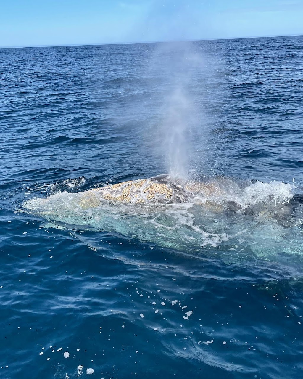 SoCal Whale Watching | 200 Aquarium Way, Long Beach, CA 90802, USA | Phone: (562) 472-9514