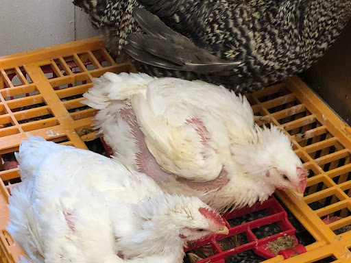 Alnour Supermarket | 8716 Michigan Ave, Detroit, MI 48210, USA | Phone: (313) 582-3122