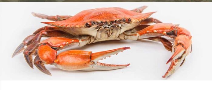 Camerons Seafood | 20220 Frederick Rd, Germantown, MD 20876, USA | Phone: (301) 792-4787