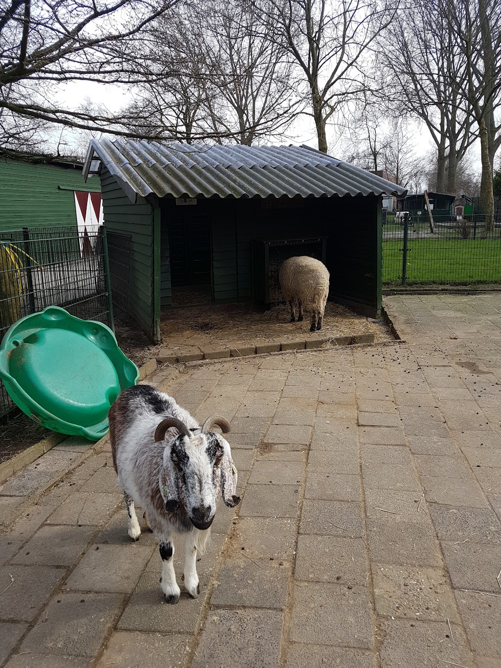 Petting Farm "de Werf" | Archimedeslaan 59, 1098 PX Amsterdam, Netherlands | Phone: 020 694 2694