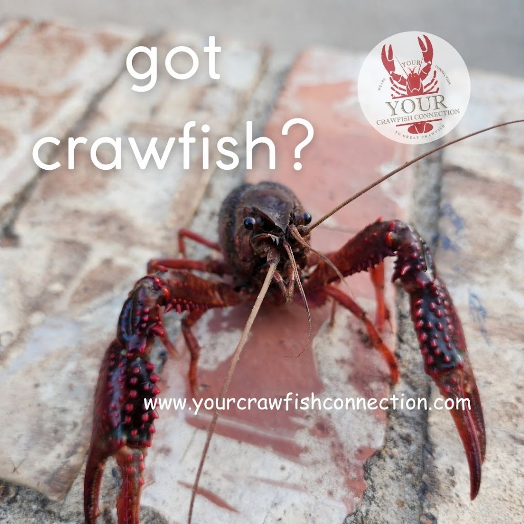 YOUR Crawfish Connection | 4208 Augusta Ct, Flower Mound, TX 75028, USA | Phone: (214) 587-6700