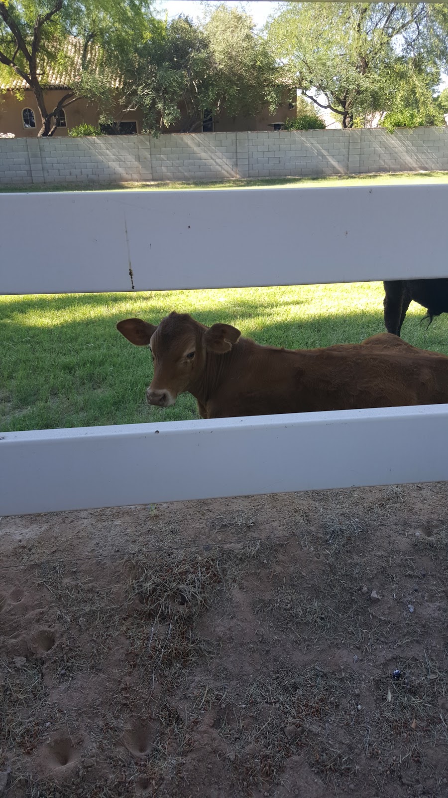 Pequeño Park | 777 N Coronado St, Chandler, AZ 85224, USA | Phone: (480) 782-2727