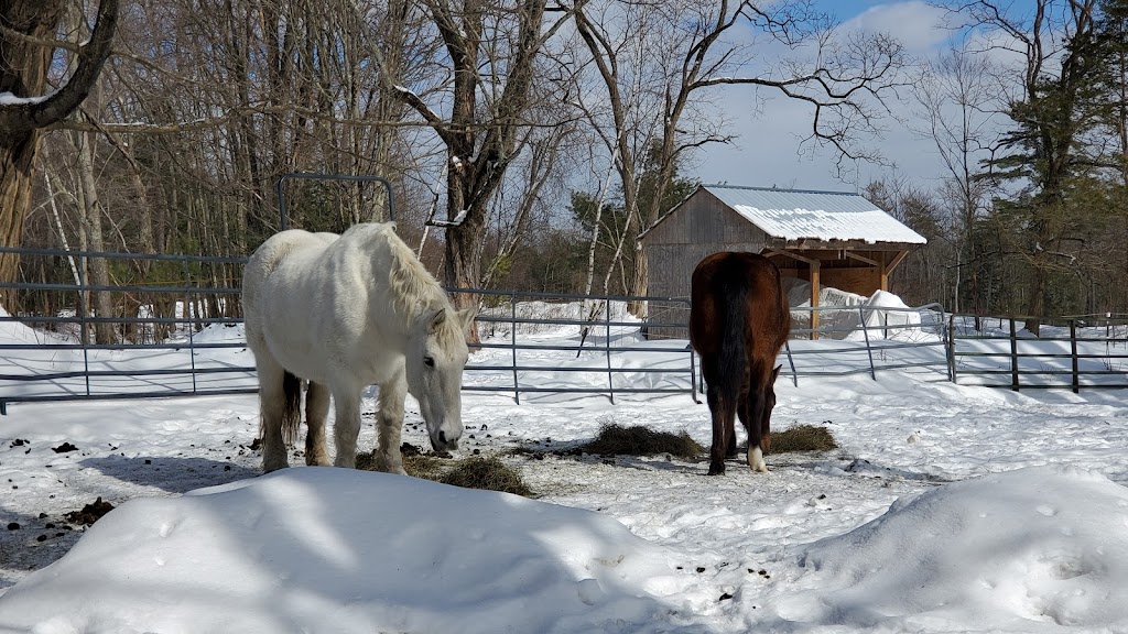 Loon Meadow Farm LLC | 695 Locust Grove Rd, Greenfield Center, NY 12833, USA | Phone: (518) 893-6116