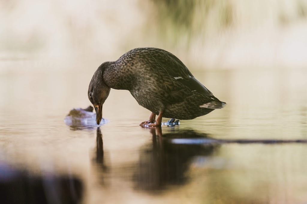 Eau Minérale Naturelle de Messerghine - مسرغين ماء معدني طبيعي | Zone industrielle numéro 1, Route du Lac, Misserghin 31180, Algeria | Phone: 0555 04 85 20