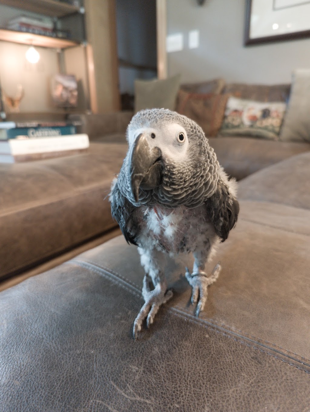 Parrot Hope Rescue | 11195 Bowen Rd, Mantua, OH 44255, USA | Phone: (330) 931-7736