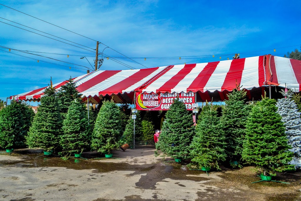 Moon Valley Nurseries Christmas Trees Glendale | 6400 W Bell Rd, Glendale, AZ 85308, USA | Phone: (858) 699-9996