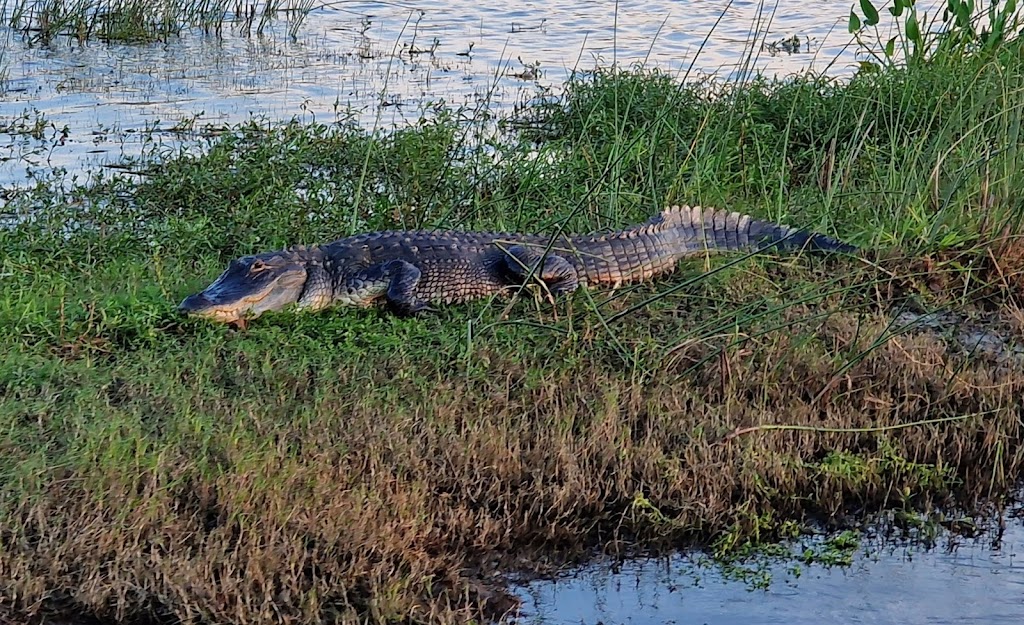 St Johns River Airboat Tour, LLC | 28500 E Colonial Dr, Christmas, FL 32709, USA | Phone: (321) 615-8999