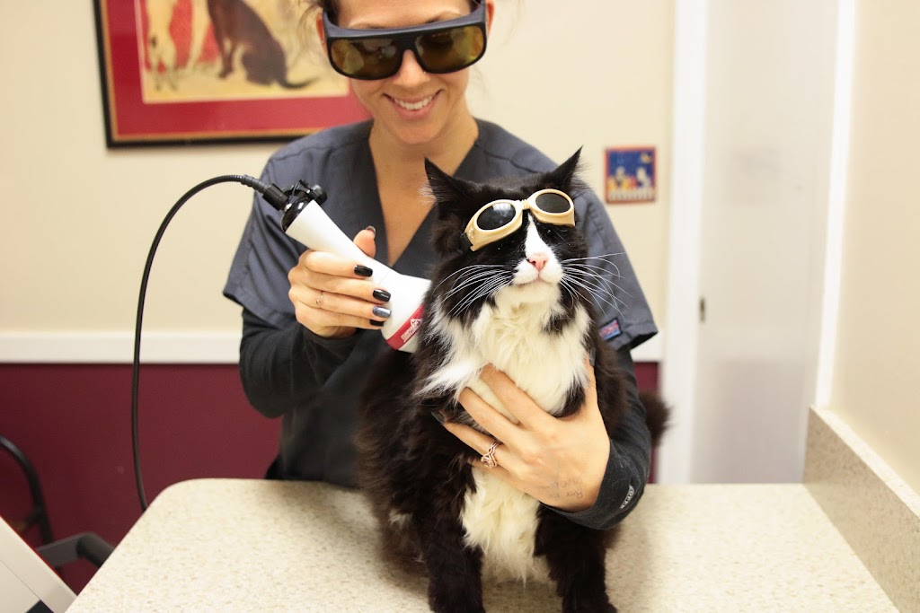 Annapolis Cat Hospital | 2244-48 Bay Ridge Ave, Annapolis, MD 21403, USA | Phone: (410) 268-2287