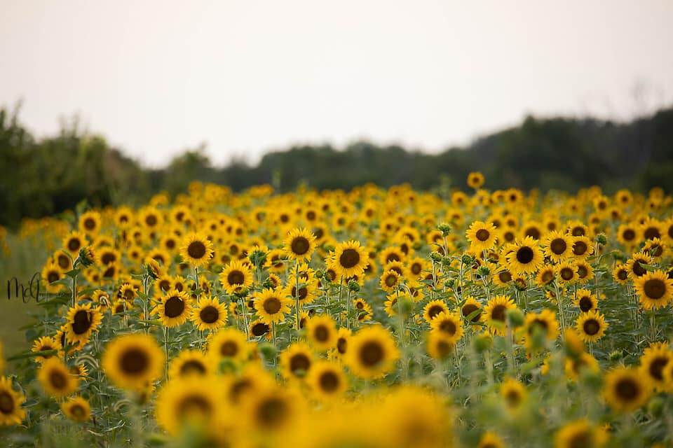 The Friendly Farmers Fridge | 5715 Zaring Mill Rd, Shelbyville, KY 40065, USA | Phone: (502) 931-6441