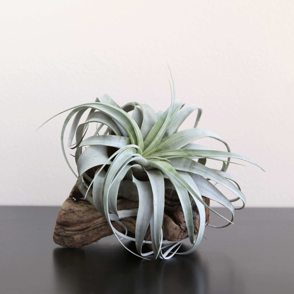 Fractal Flora | 1461 Park Ave, San Jose, CA 95126, USA | Phone: (650) 314-9853