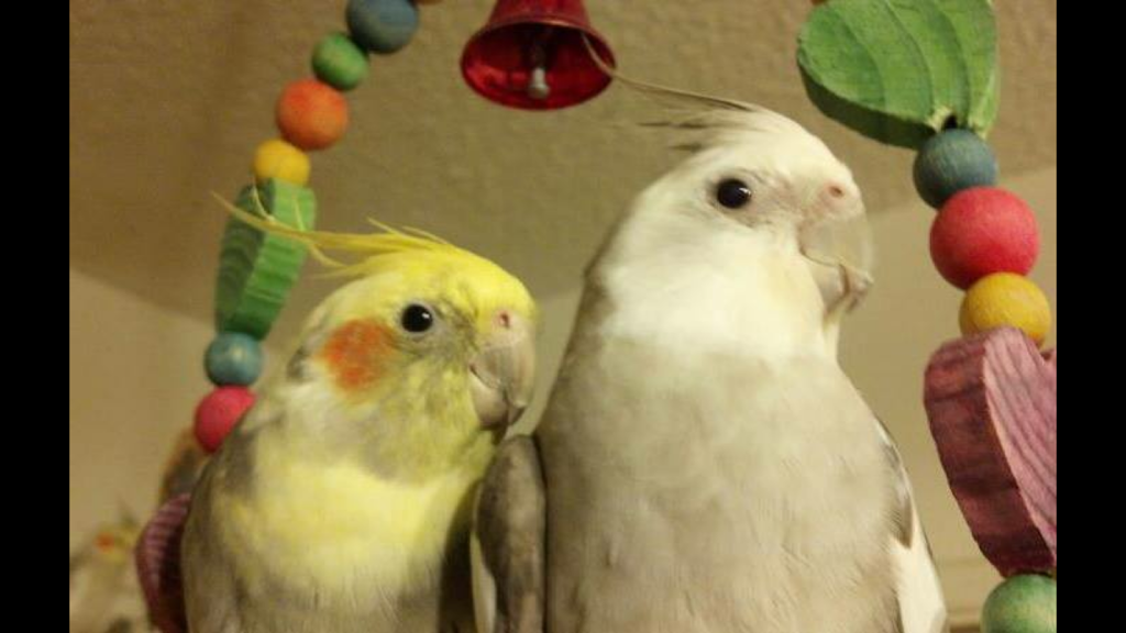 AZ Exotic Bird Rescue, Inc. | 2724 N Scottsdale Rd, Scottsdale, AZ 85257 | Phone: (480) 535-4999