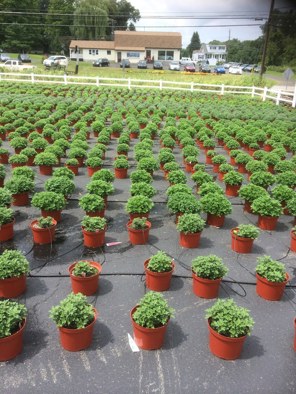 Valozes Greenhouse | 5 Grove Ln, Cohoes, NY 12047, USA | Phone: (518) 785-4343