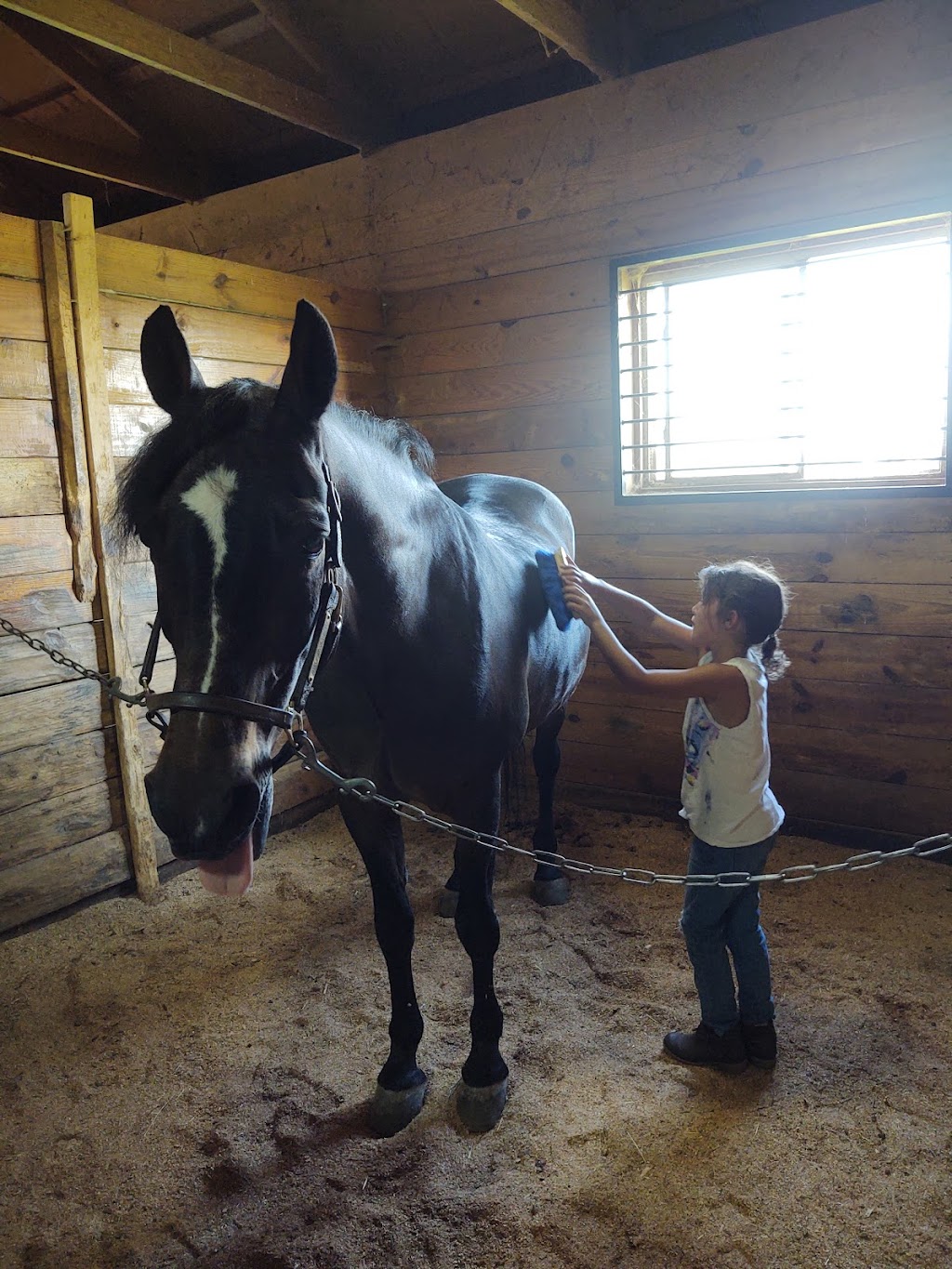 Possibility Stables | 165 Albany Bush Rd, Johnstown, NY 12095, USA | Phone: (518) 610-1664