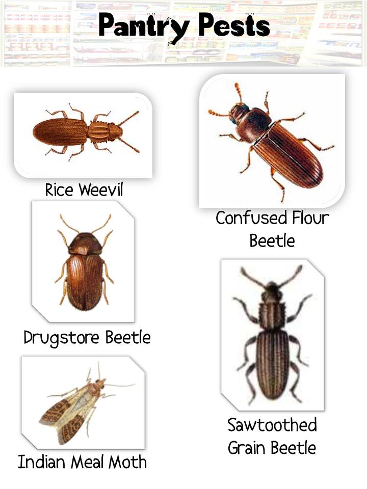 Bradenton Termite and Pest Control | 2709 3rd Ave W, Bradenton, FL 34205, USA | Phone: (941) 708-6089