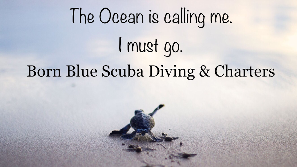 Born Blue Diving Charters, Inc. | Born Blue Diving, 1005 Riverside Dr, Palmetto, FL 34221, USA | Phone: (941) 780-5969