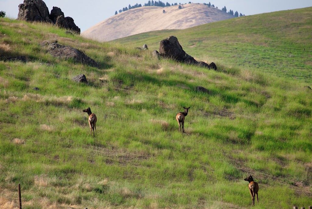 Timber Butte Elk Ranch | 104 Brownlee Rd, Horseshoe Bend, ID 83629, USA | Phone: (208) 789-0493