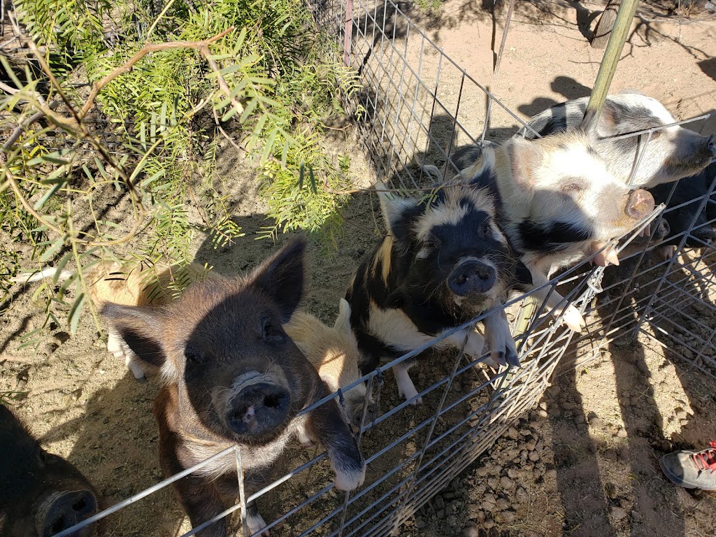 Ironwood Pig Sanctuary | 34656 E Crystal Visions Rd, Marana, AZ 85658, USA | Phone: (520) 579-8847