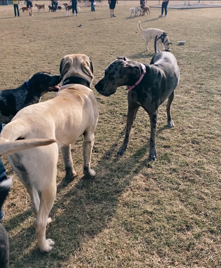 K-9 Field of Dreams Dog Park | 16618 Township Rd 208, Findlay, OH 45840, USA | Phone: (419) 425-7275