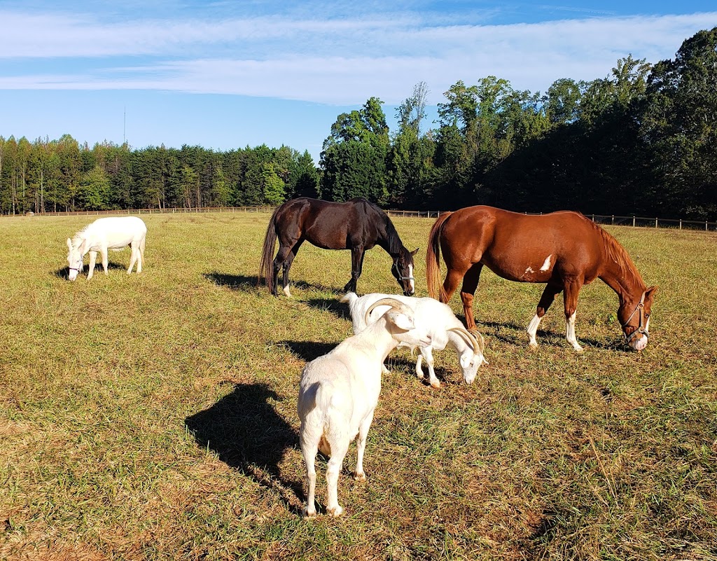 Carolina Equine Hospital | 5373 NC-150, Browns Summit, NC 27214, USA | Phone: (336) 349-4080