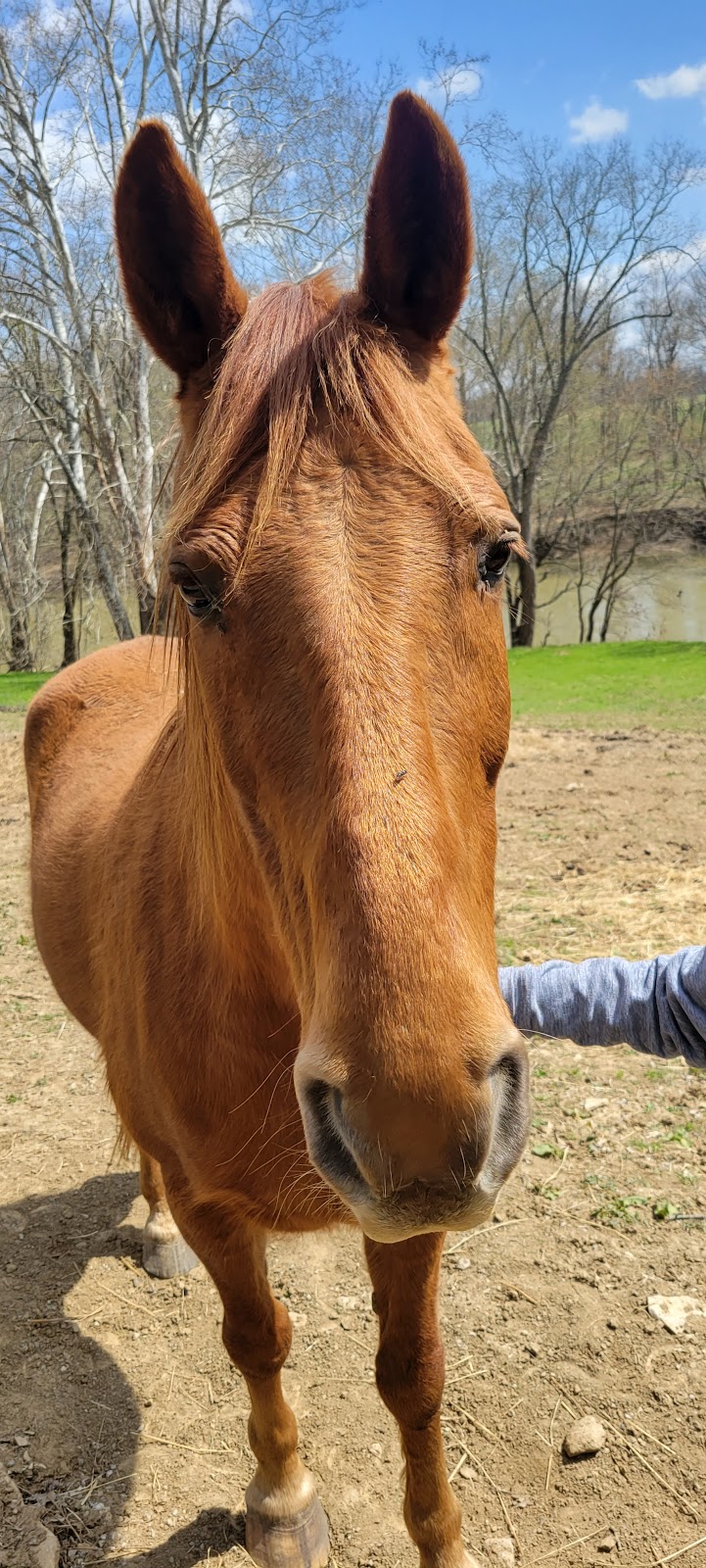 StoneRidge Stables | 13929 Morningview Rd, Alexandria, KY 41001 | Phone: (859) 694-1276