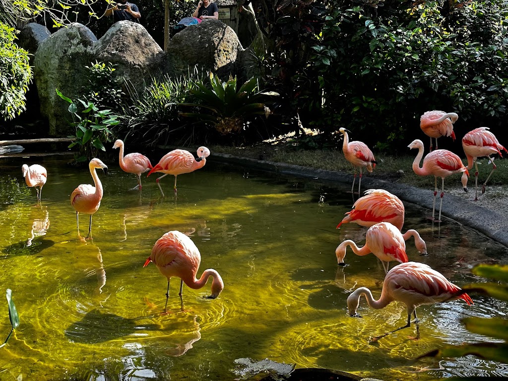Sunken Gardens | 1825 4th St N, St. Petersburg, FL 33704, USA | Phone: (727) 551-3102