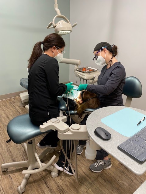 Alyssa Cattle, DDS at North Creek Family Dentistry, PC | 2110 Fletcher Ave #110, Lincoln, NE 68521, USA | Phone: (402) 413-0505