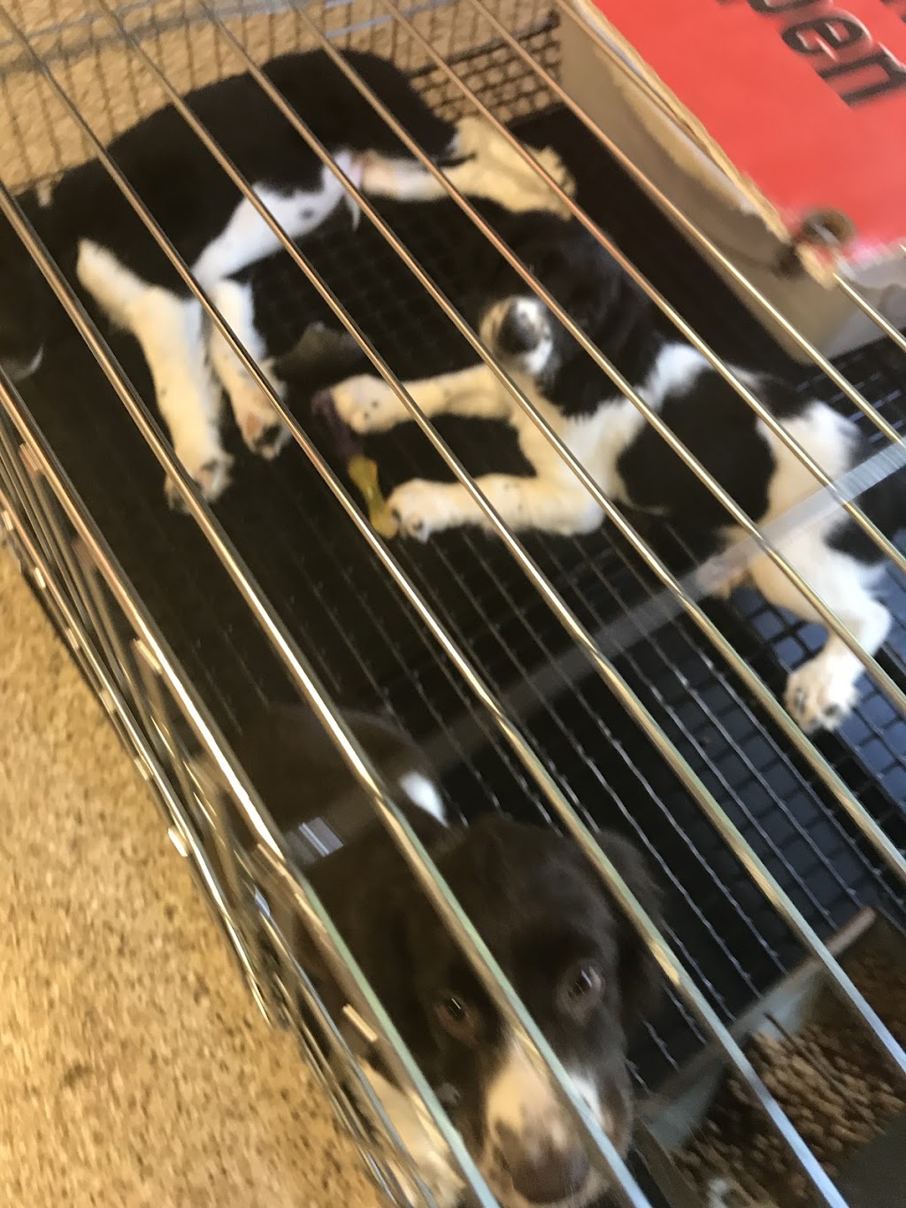 Tullys Kennels | 7777 D St, Omaha, NE 68124, USA | Phone: (402) 391-2456