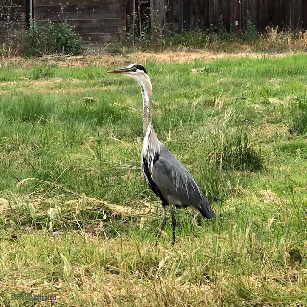 West San Gabriel River Parkway Nature Trail | 4626 Shadeway Rd, Lakewood, CA 90713, USA | Phone: (562) 866-9771