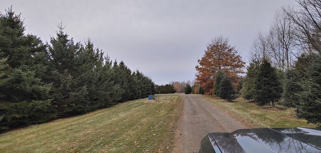 Newell Family Christmas Tree Farm | 22744 Olgilvie, Avenue North, Scandia, MN 55073, USA | Phone: (651) 433-3522