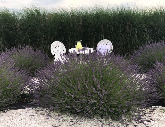 Heartstone Hill Lavender Farm | 71 Marlboro Rd, Bridgeton, NJ 08302, USA | Phone: (856) 364-7092