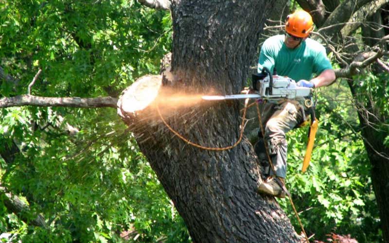 BCS Tree Service | 3752 Marquis Dr, Garland, TX 75042, USA | Phone: (469) 457-8072