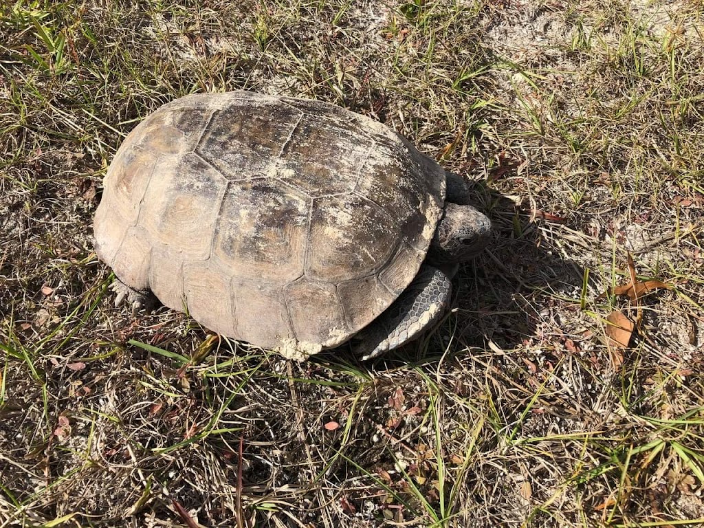 Coastal Anclote Trail | Anclote, Coastal Trail, Holiday, FL 34691, USA | Phone: (727) 938-2598