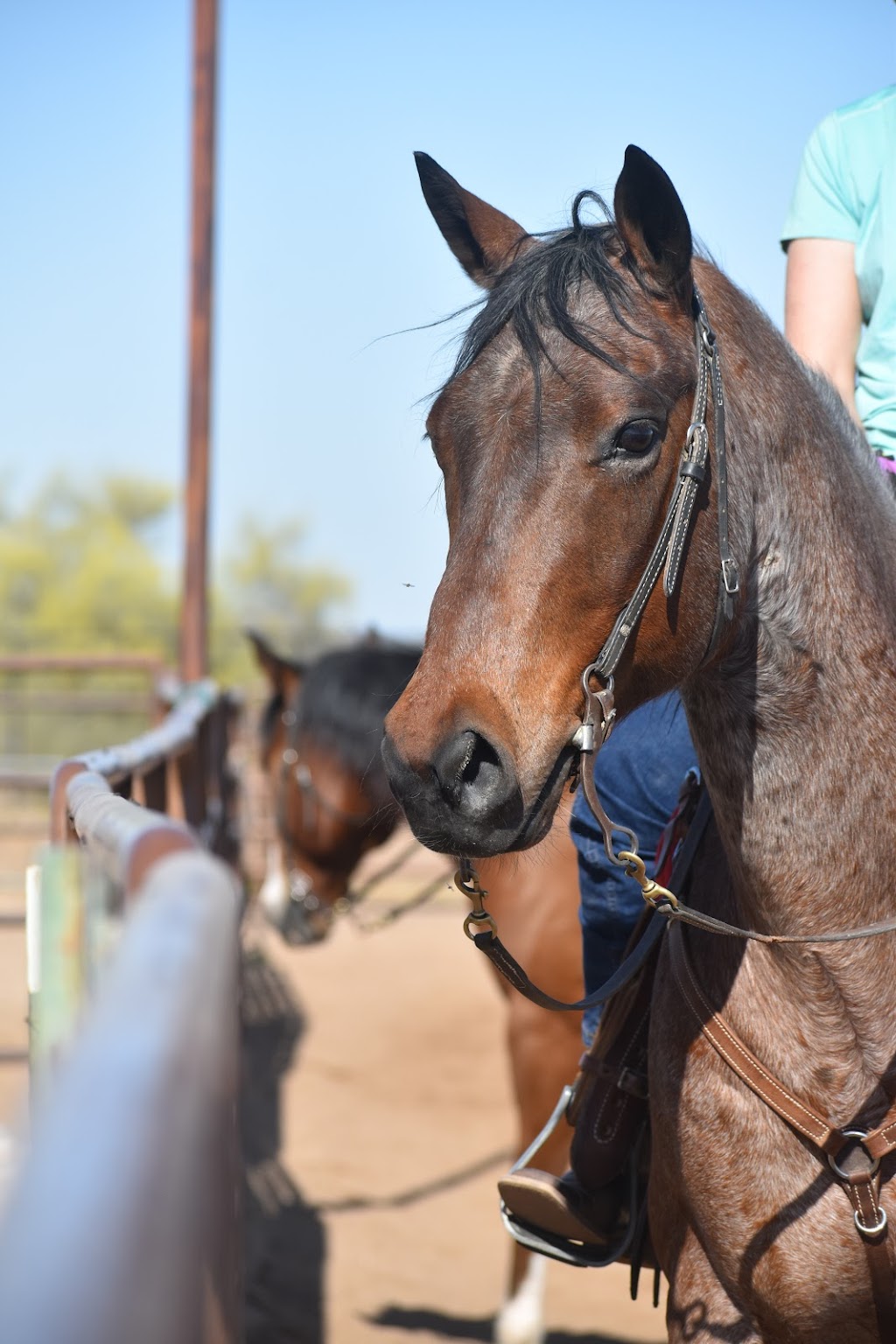 Joni Fitts School of Horsemanship | 3701 E Pinnacle Peak Rd, Phoenix, AZ 85050, USA | Phone: (602) 960-8555