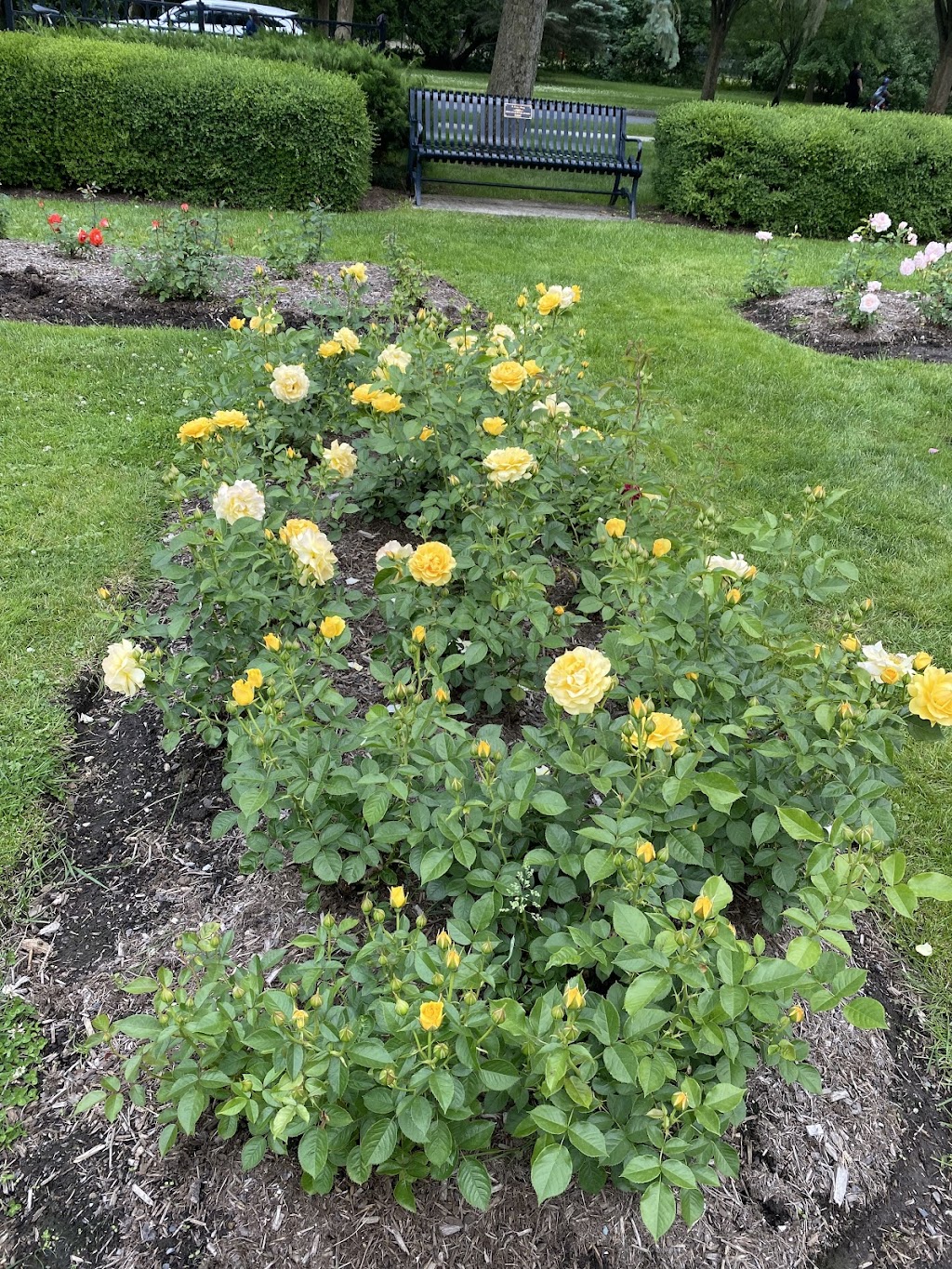 Central Park Rose Garden | 1791 Central Pkwy, Schenectady, NY 12309, USA | Phone: (518) 355-5798