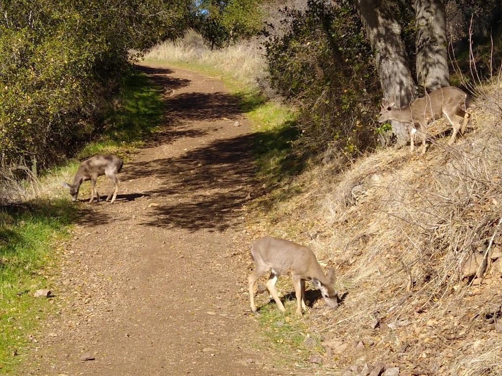 Eagle Rock | San Jose, CA 95132, USA | Phone: (408) 259-5477